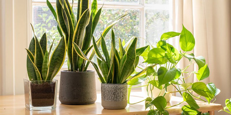 Renewable Energy and NASA-Recommended Indoor Plants for Sustainable Living